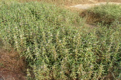 Hygrophila auriculata